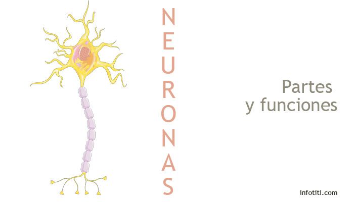 Pubertad Fiesta Carpintero Esquema De Las Neuronas Y Sus Partes L Xico