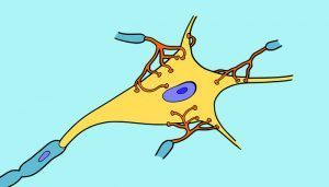 células madre para la esclerosis lateral amiotrófica