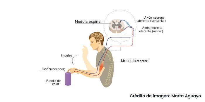 Primeros síntomas de esclerosis lateral amiotrófica (ELA)