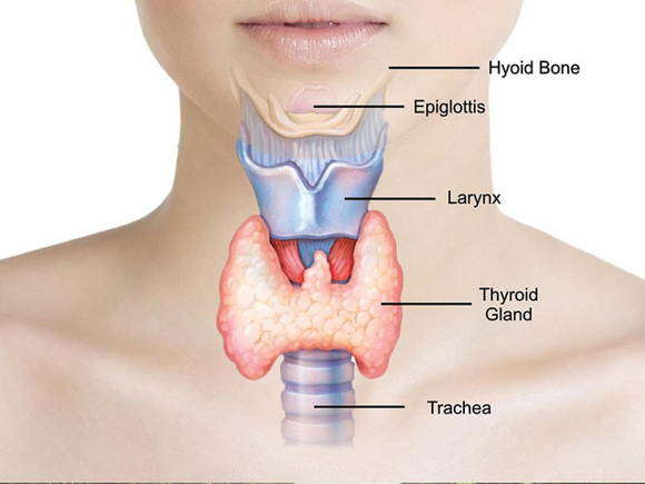 glándula tiroides y demencia