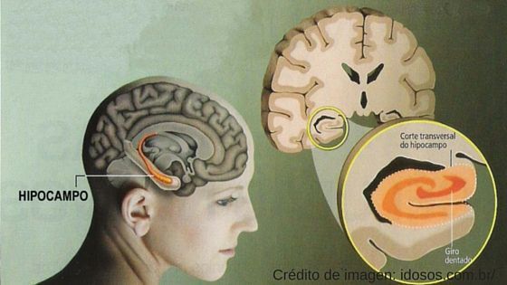Volumen del hipocampo y deterioro cognitivo