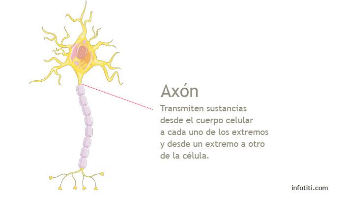 axon parte de la neurona