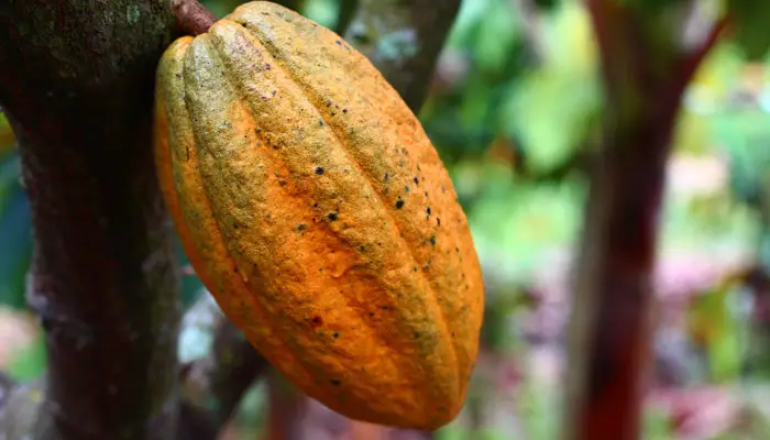 cacao esclerosis múltiple