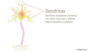 dendritas partes de la neurona