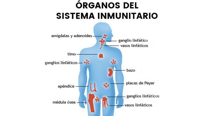 Subir sistema inmunitario