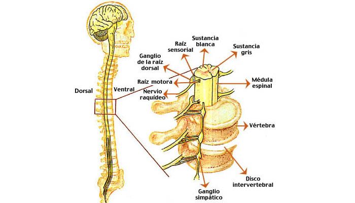 medula espinal partes