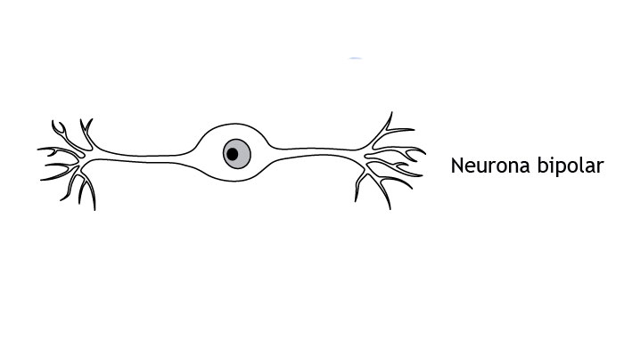 Las neuronas según su estructura: unipolares, bipolares y multipolares