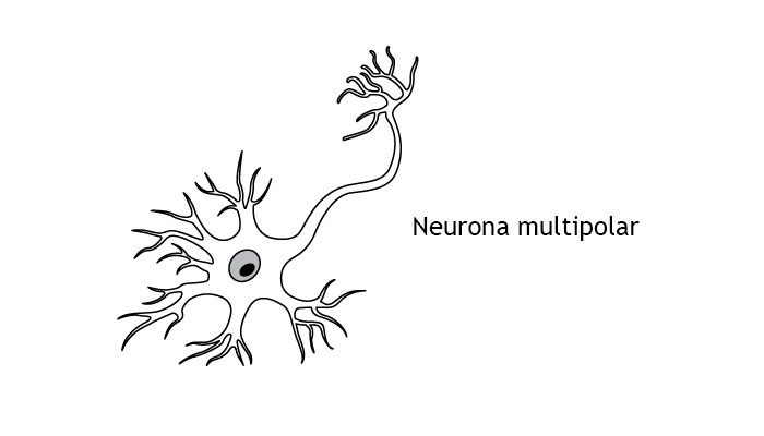 neuronas unipolares bipolares y multipolares