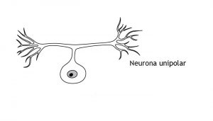 neuronas unipolares bipolares y multipolares