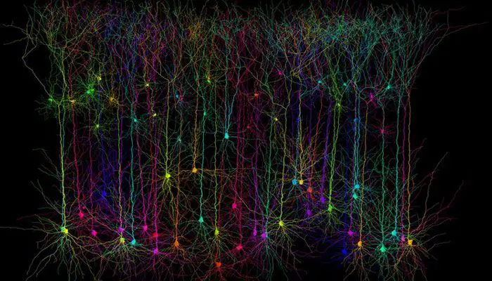 tipos de neuronas