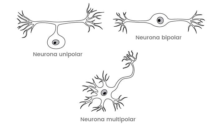 neuronas unipolares características