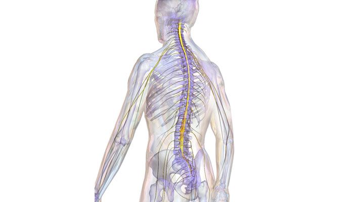 medula espinal regeneracion
