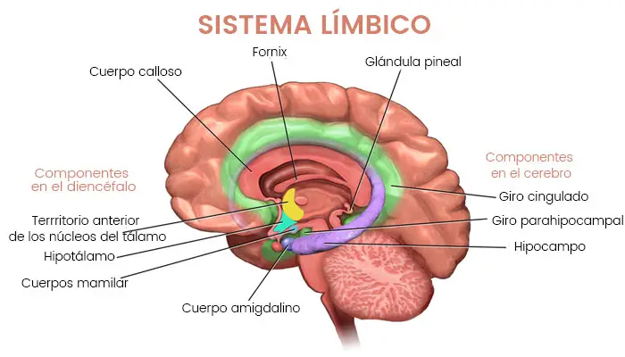sistema límbico