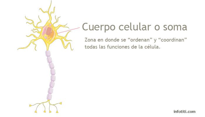 partes de las neuronas soma